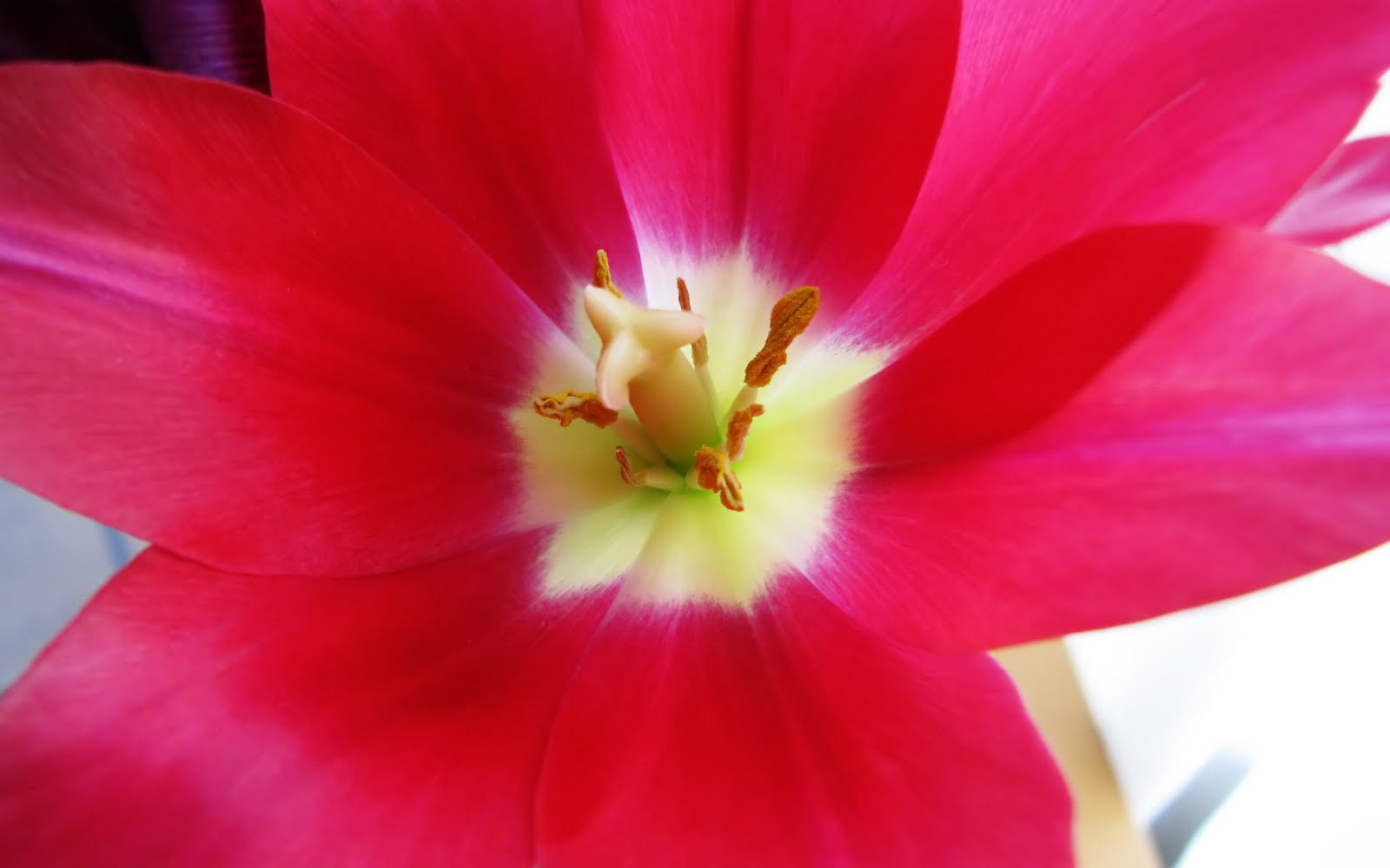 http://2.bp.blogspot.com/-4edXFEhRDzY/TgdaEIhMbmI/AAAAAAAAAfs/pKeUWG-dWKg/s1600/Travel+%252CBlooming+tulip+digital+photography+wallpaper%252C+pictures.jpg