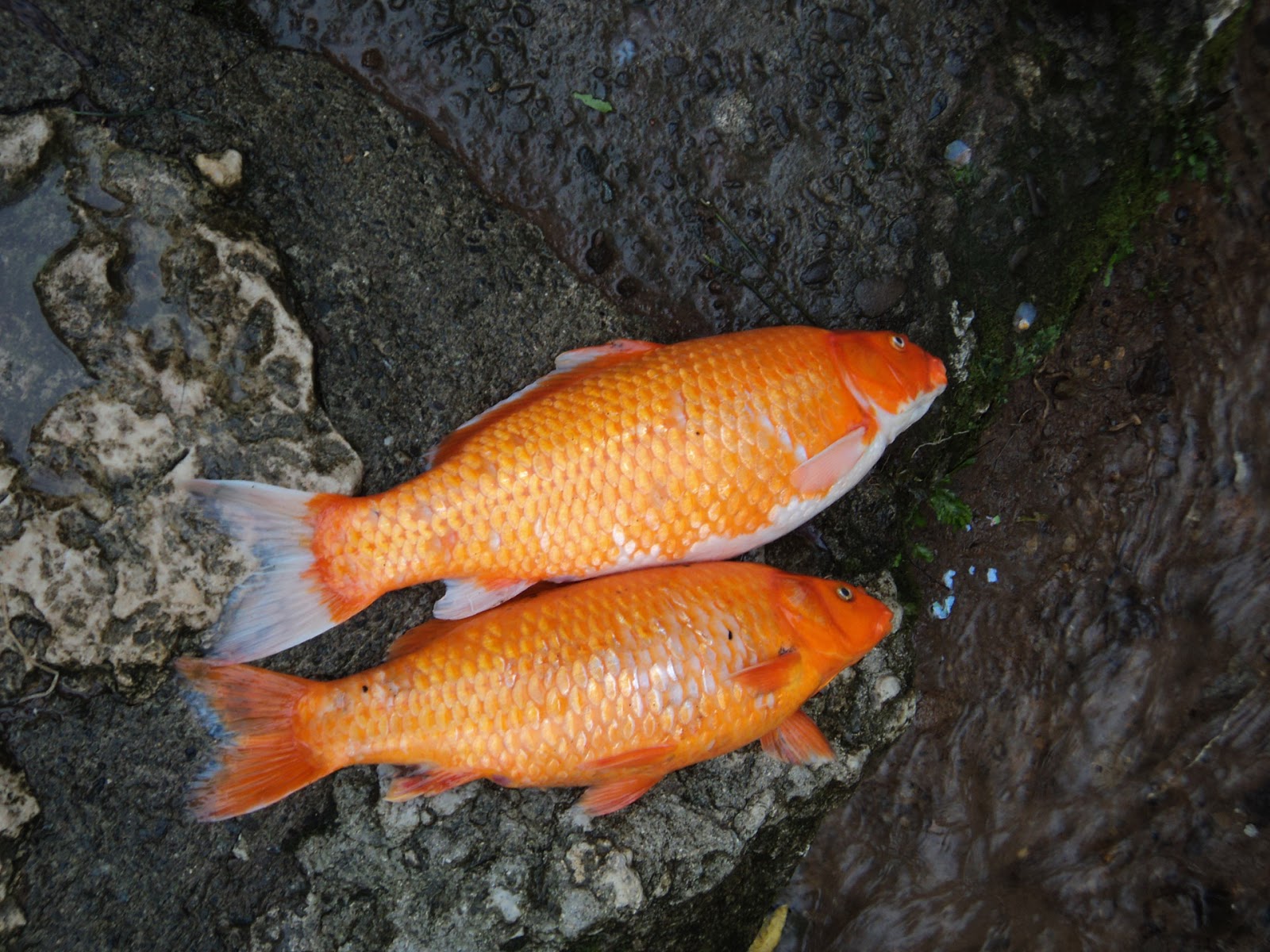 koi-pond8.jpg