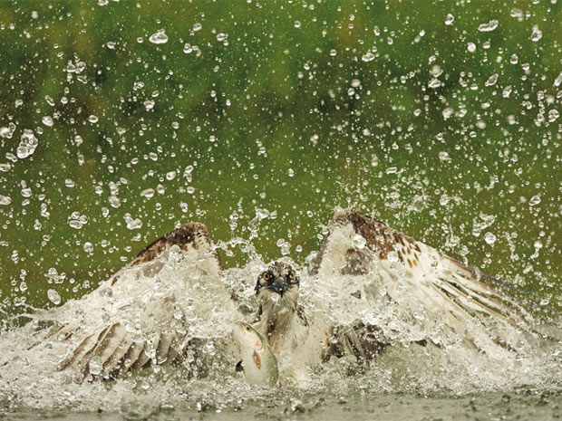 Imagens premiadas da vida na selva 1