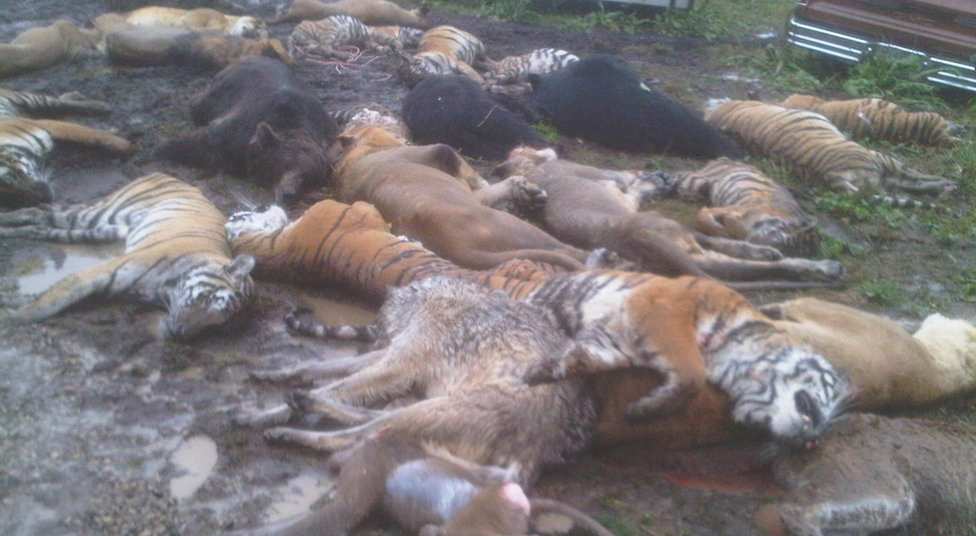 Monkey Media: Exotic Animal Massacre in Zanesville, Ohio