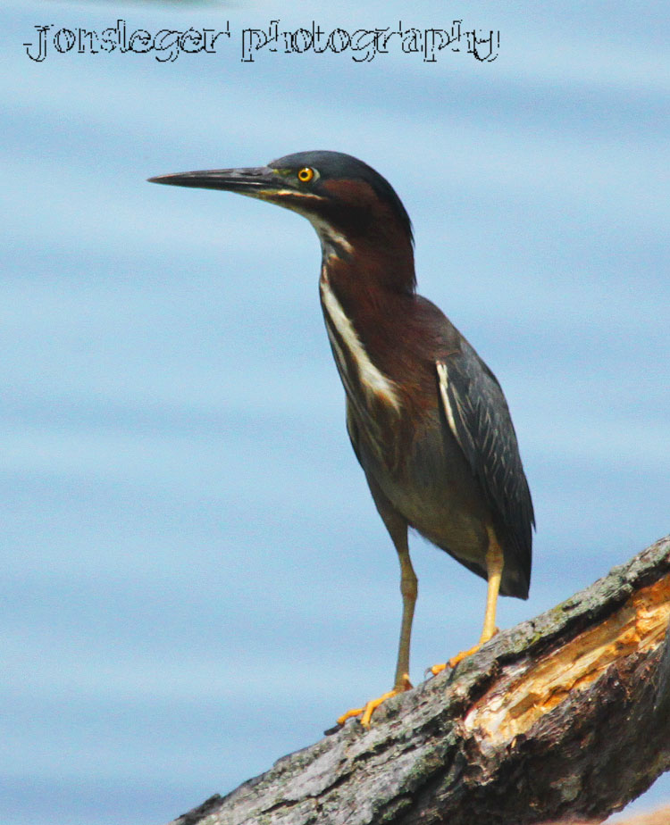Northern Illinois Birder Green Heron Late April Migration to Northern