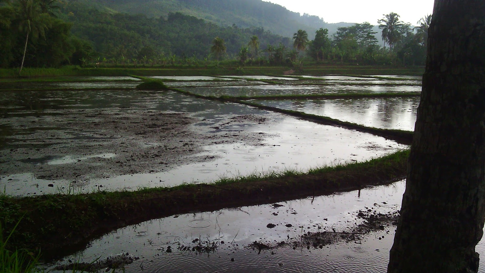 tanah dijual di sukabumi tanah dijual di sukabumi