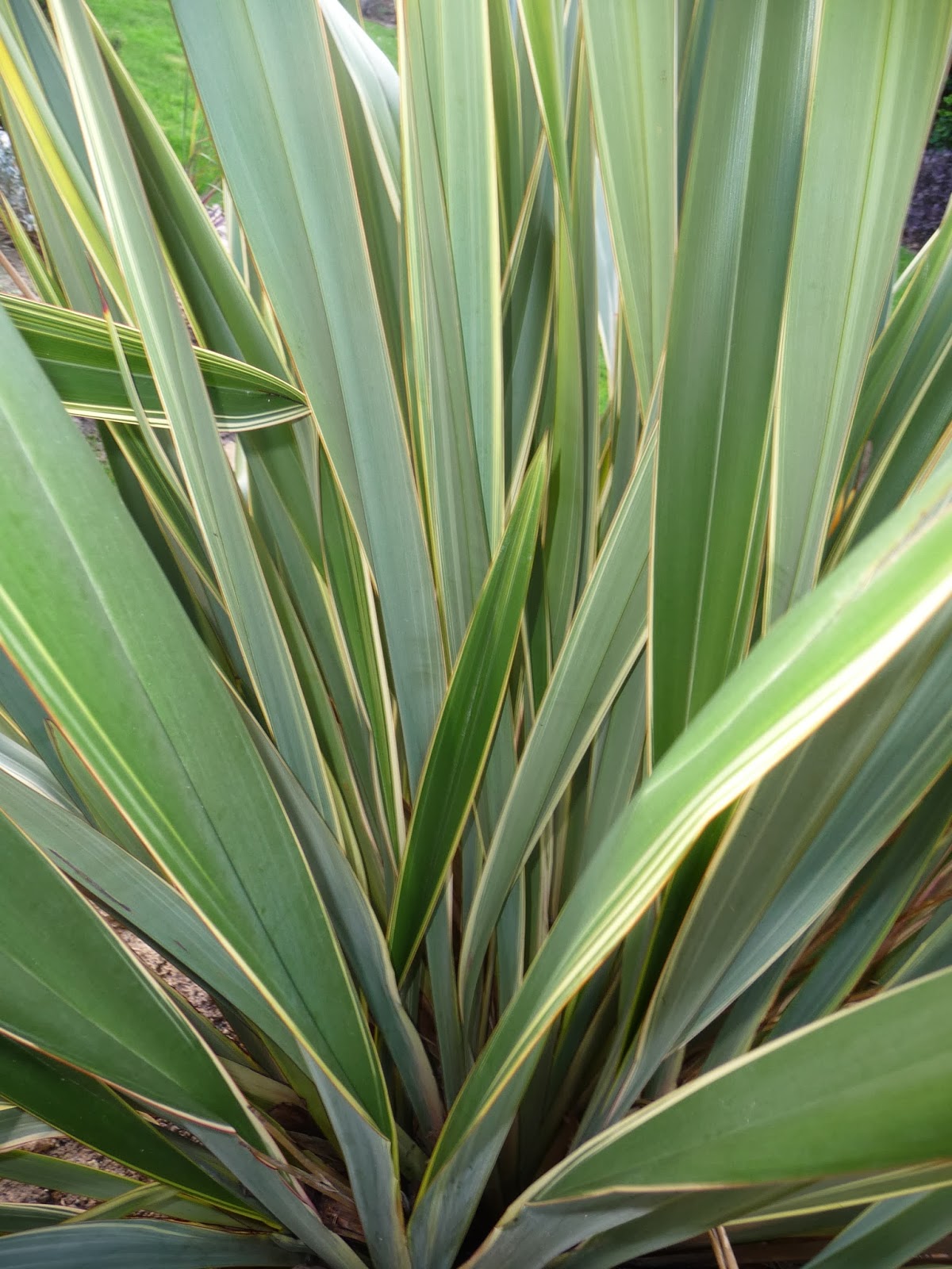 Fleurs Et Couleurs Pour Les Andromedes Paris Cote Jardin