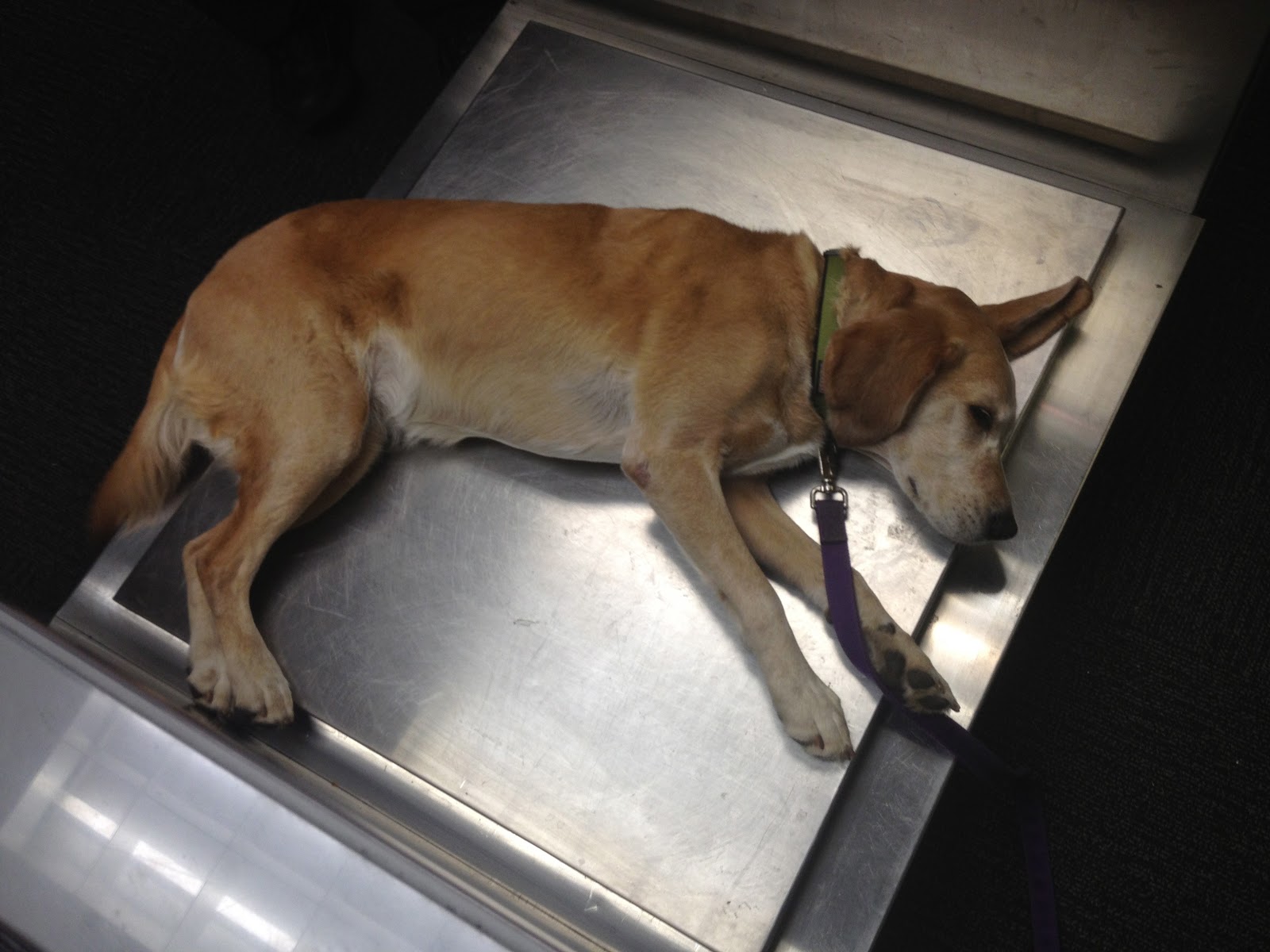 Such Good Dogs Flying dogs to Maui, Hawaii