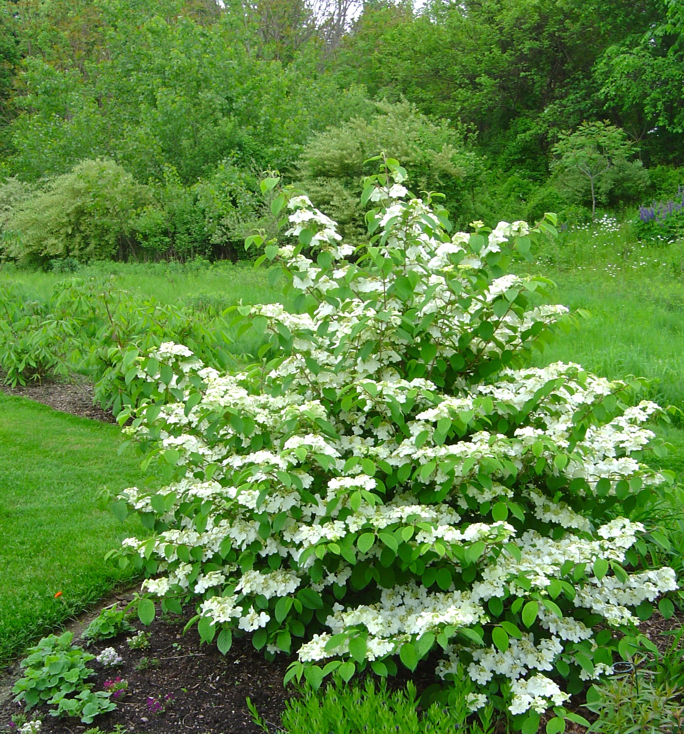 Viburnum plicatum f. tomentosum 'Mariesii' Tuinplanten, Tuinieren