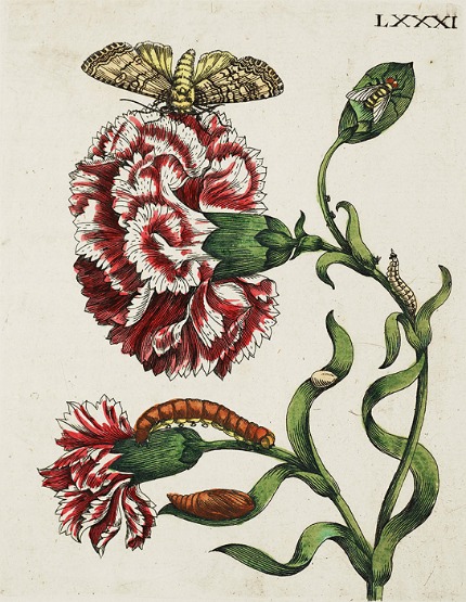 http://2.bp.blogspot.com/-4gDCdpHgpYA/UVzVh_oxNqI/AAAAAAABdP4/wt8UFsqfBjs/s1600/Maria+Sibylla+Merian+(German+artist,+1647-1717)+Botanical+1730g.jpg