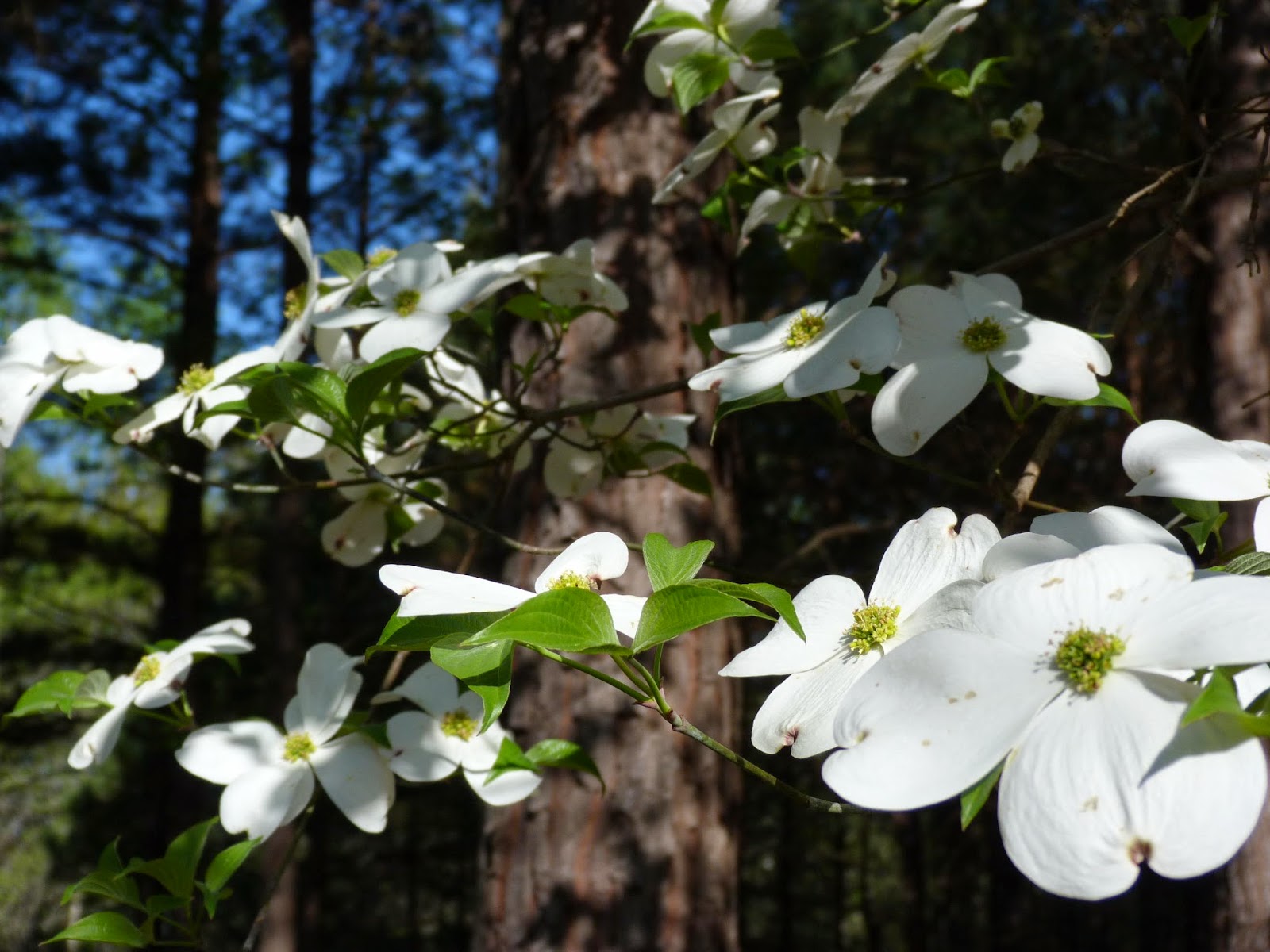 Dewberry Lands Wildflower Pictures