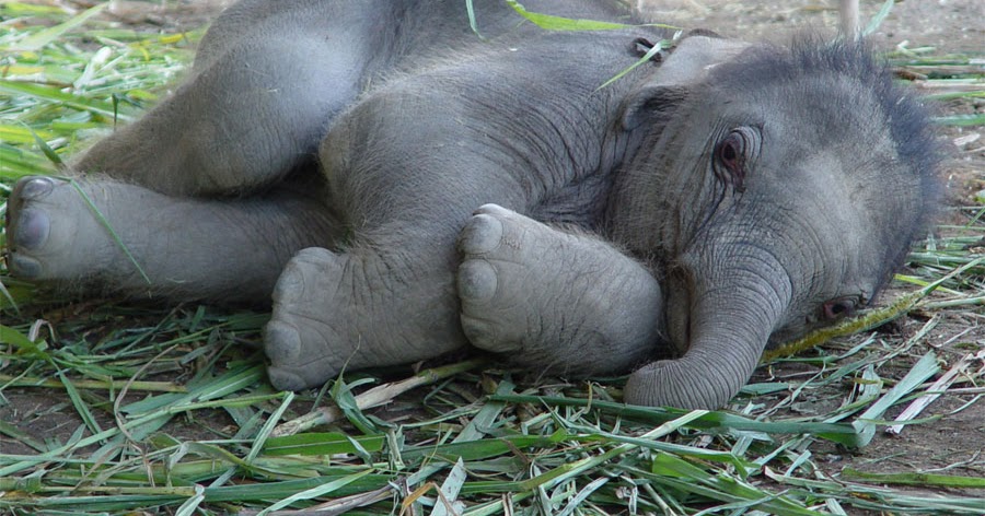Funny Baby Elephants New Photos/Pictures 2012 | Funny Animals