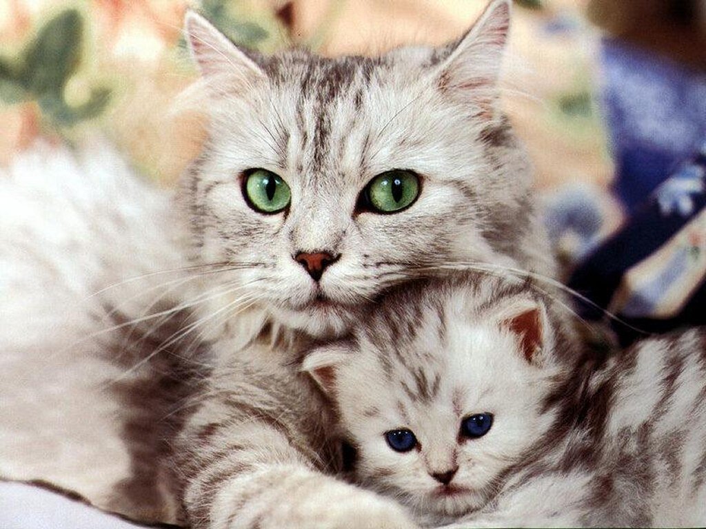 cat pictures cat pictures