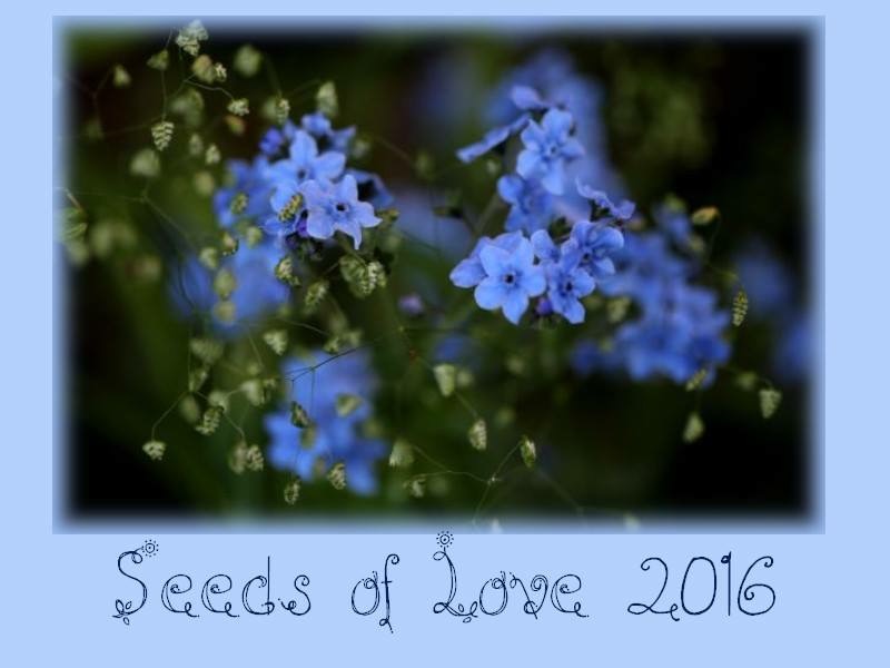 Seeds of Love 2016