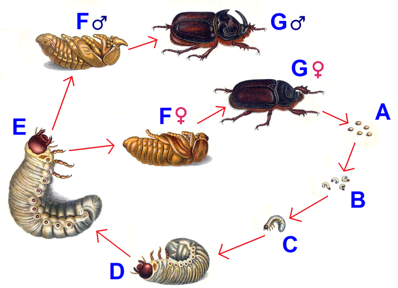 do it fucking now where did the asian ladybugs come from