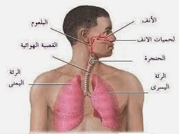 العلوم للصف الرابع الابتدائي الجهاز التفسي في الانسان