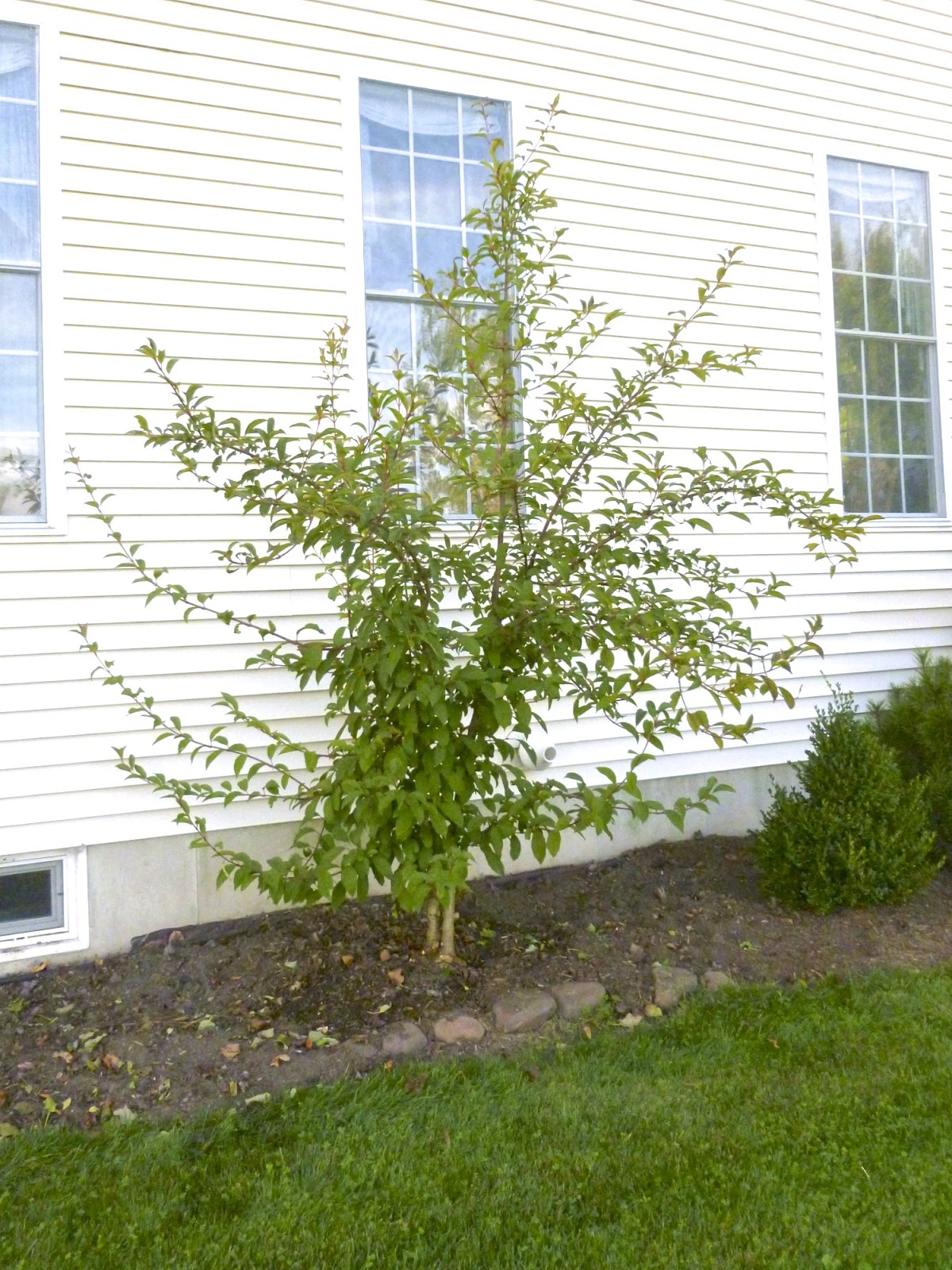 Roses Du Jardin Cheneland Viburnum Bodnantense Dawn