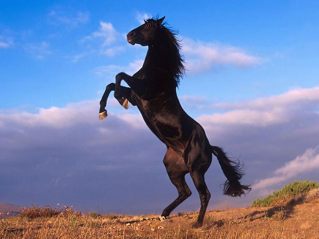 Black Horses Wallpapers - Entertainment Only