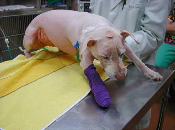 Is Salmon Good For Dogs With Liver Disease Is Salmon Good For Dogs With Liver Disease