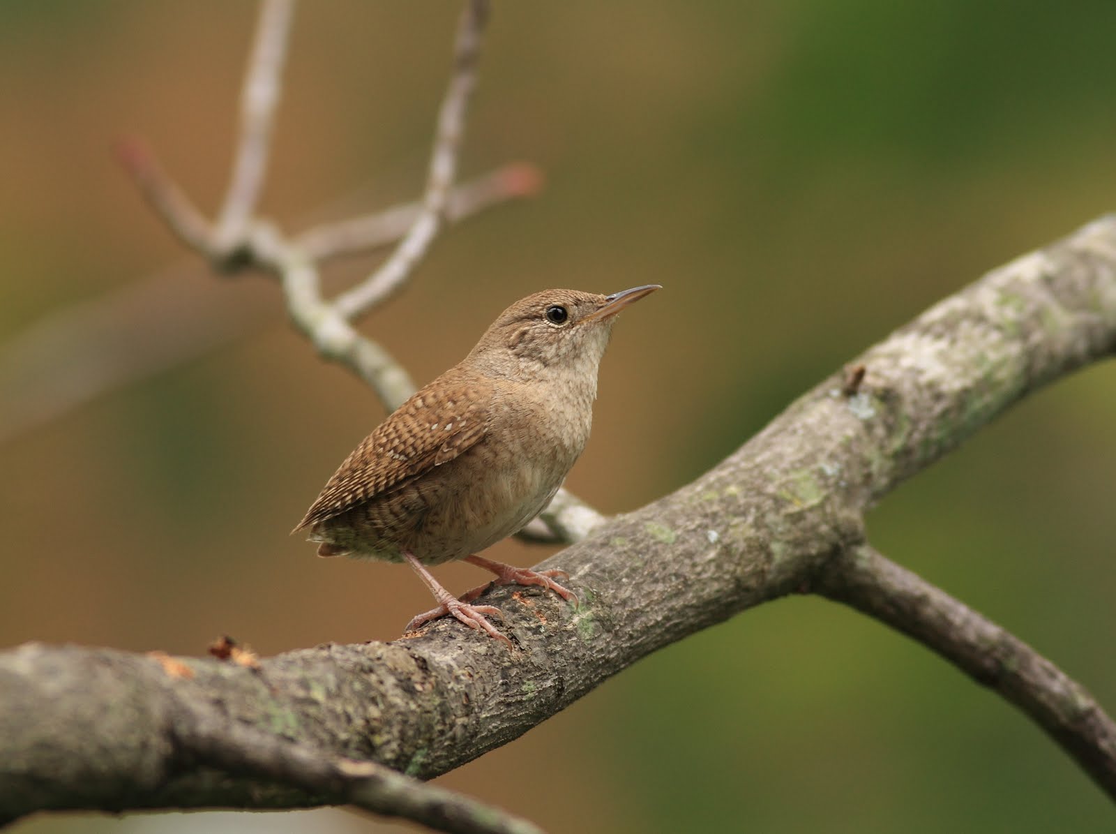 Beginning BirdingThe View Through My Binoculars House Wren Nesting