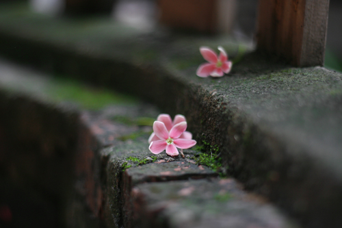 [Image: hoa-su-quan-tu-moc-ben-nha-co-11.JPG]