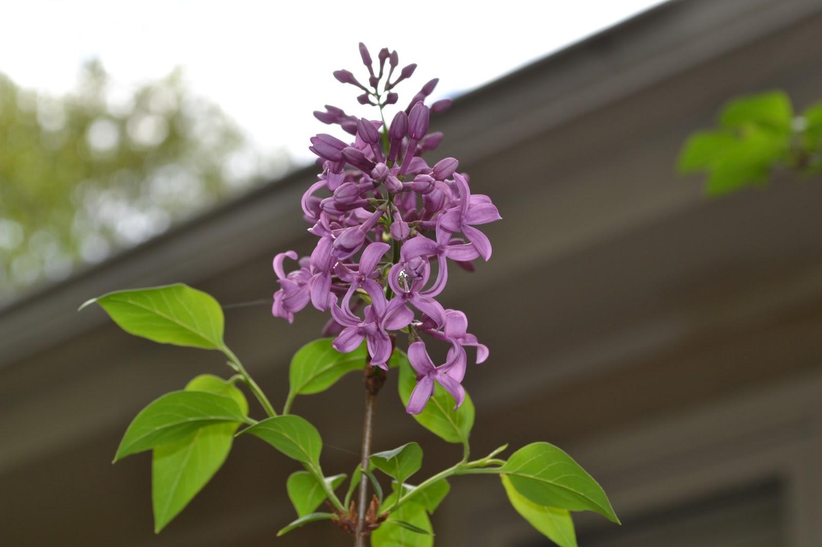Plant Preview Scentimental Journey With Sweet Treat Lilac