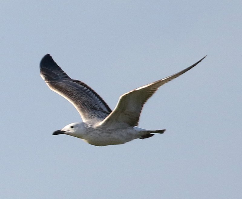 Fly Flatts Caspian Gull