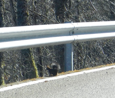 Fauna de Tineo y Salas: La ardilla que cruzó la carretera