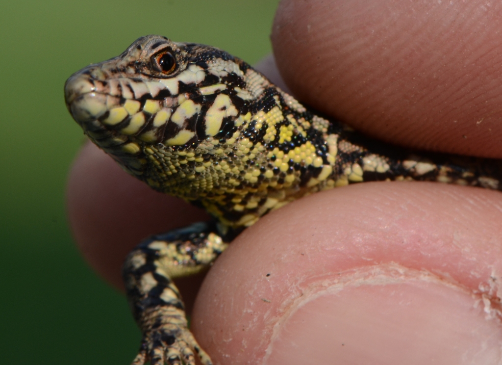 Ohio Birds And Biodiversity Wall Lizard