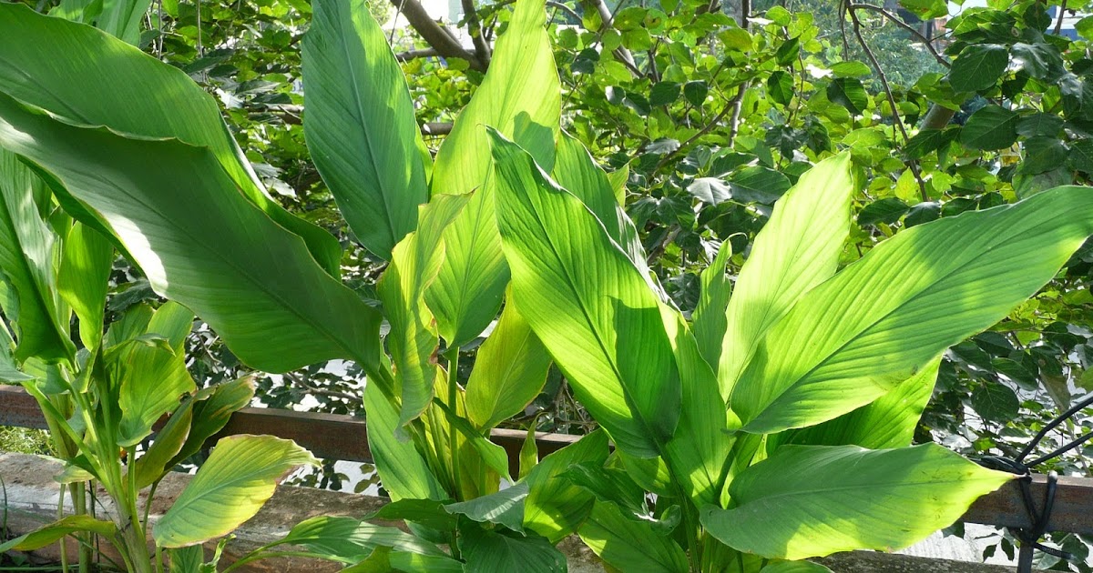 Thoughts Of Me Turmeric (Luyang Dilaw) Health Benefits