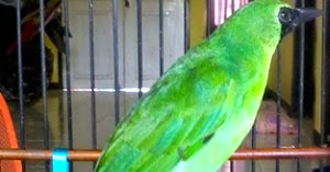 Ciri Ciri Cucak Ijo Banyuwangi Paling Akurat Kicaukan Klub Burung Kicau<script async src=