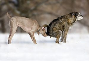 Funny Dog Pictures