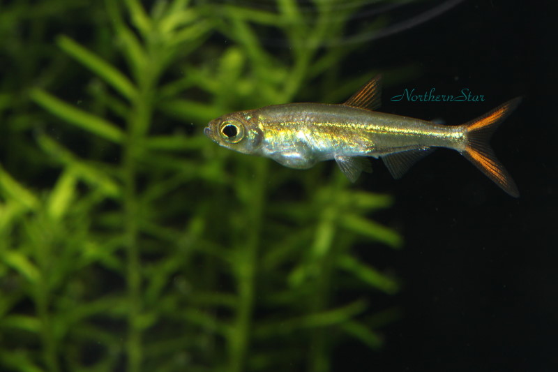 北辰的水族與旅遊紀錄 畢卡索燈 jelly bean tetra、七彩水晶展鰭、亞瑪帕猜公母