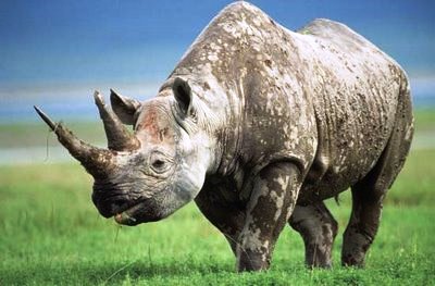 Animales Animales