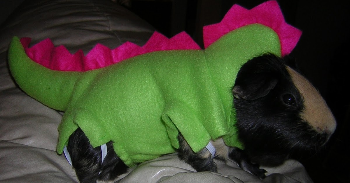 Cavy Savvy: A Guinea Pig Blog: PetSmart Costume Contest