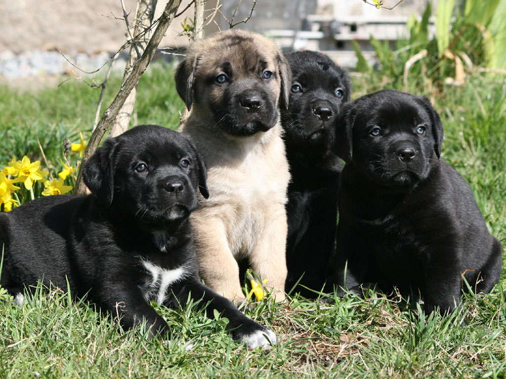 Cane Corso Wallpapers Fun Animals Wiki Videos Pictures Stories