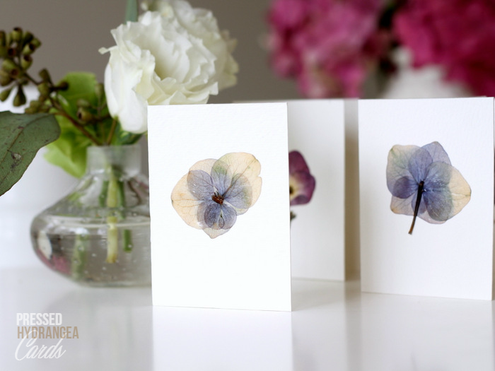 homework BLOOM Pressed Hydrangeas