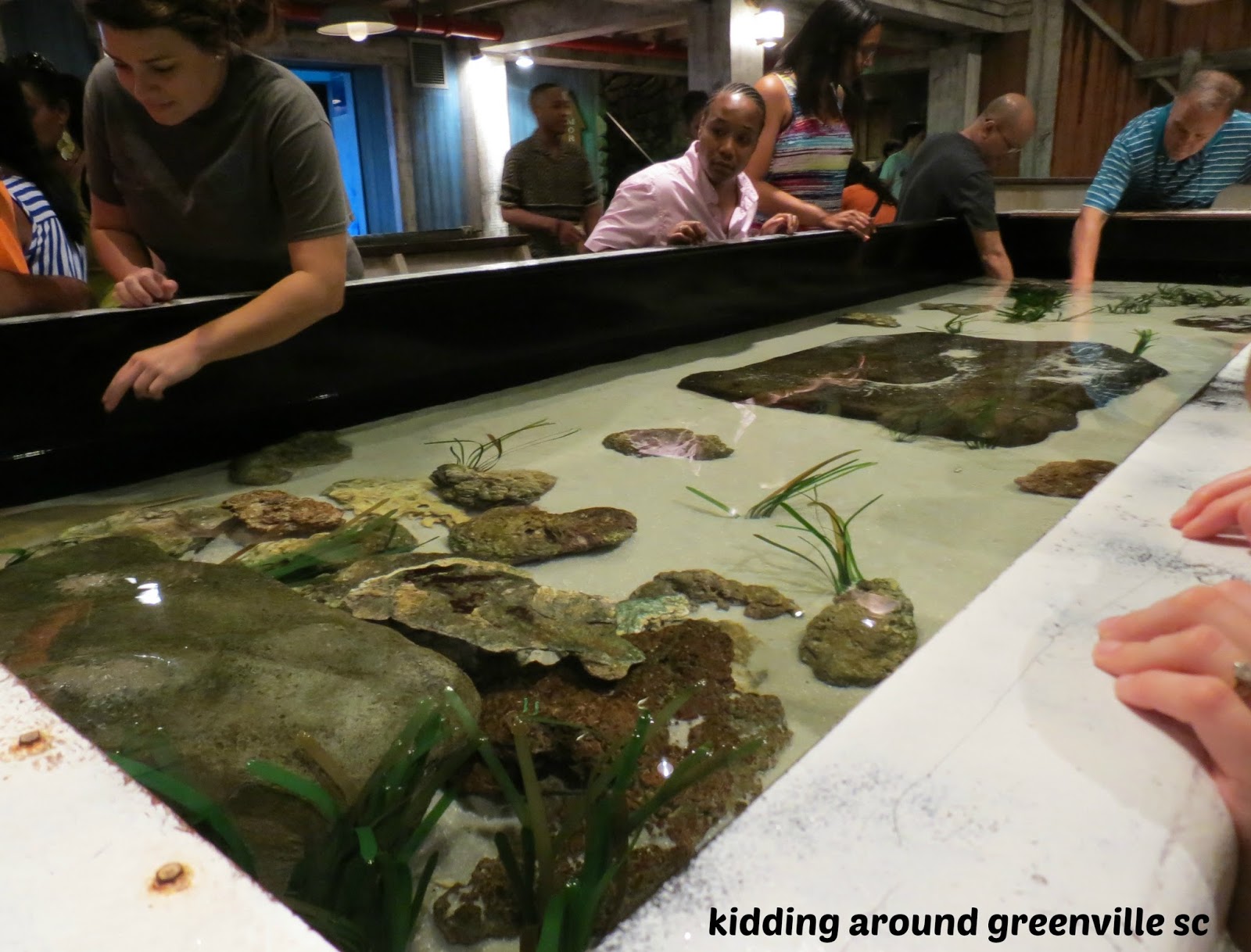 Kidding Around Atlanta The Aquarium Kidding Around Greenville