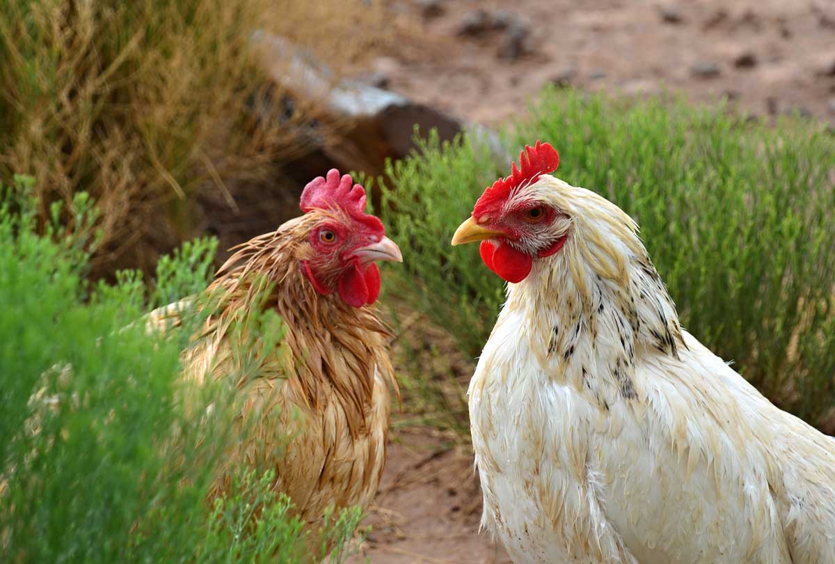 The 7MSN Ranch Chickens in the rain