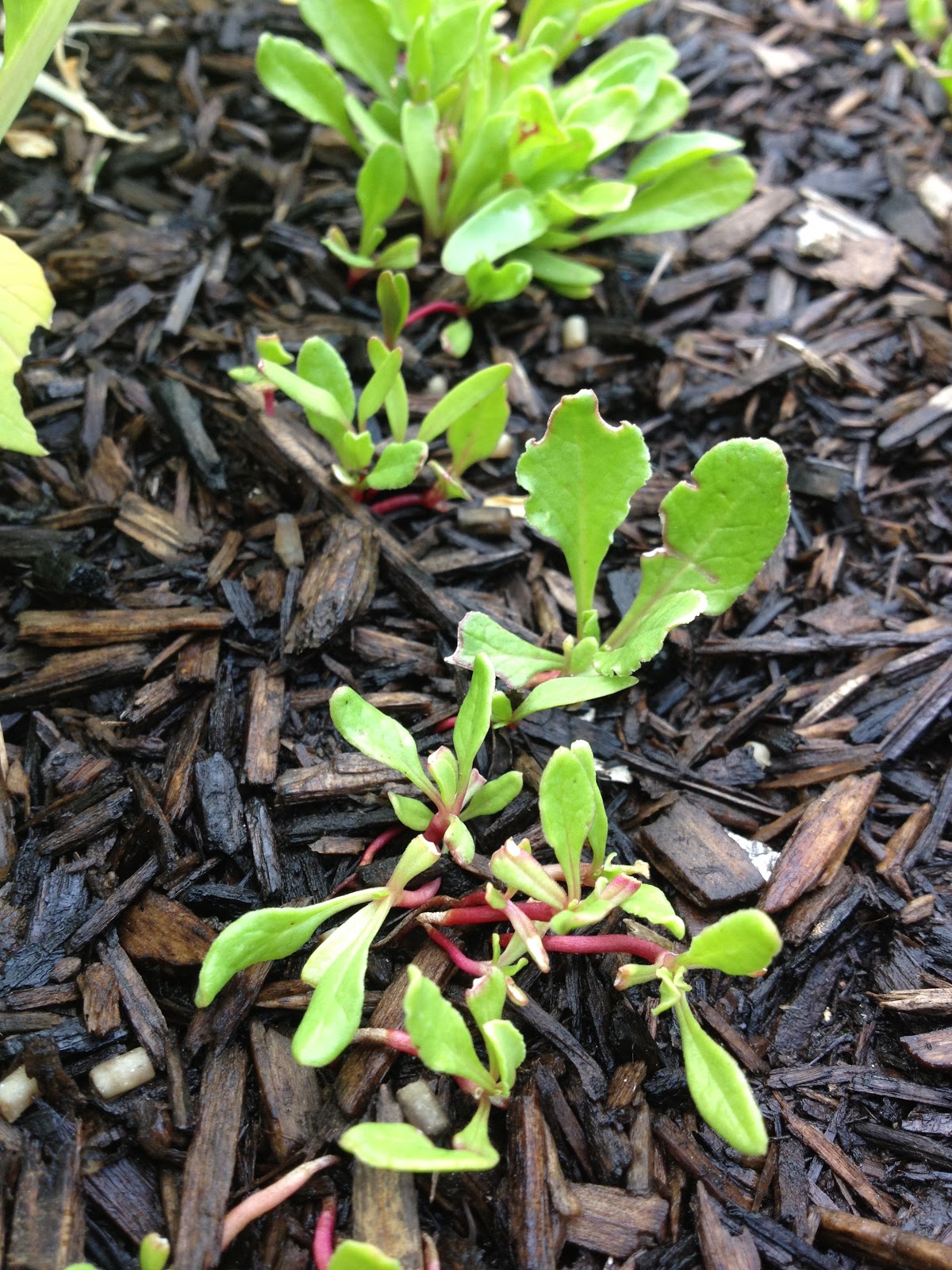 Morrison Victory Garden Radish, space saver or garden art