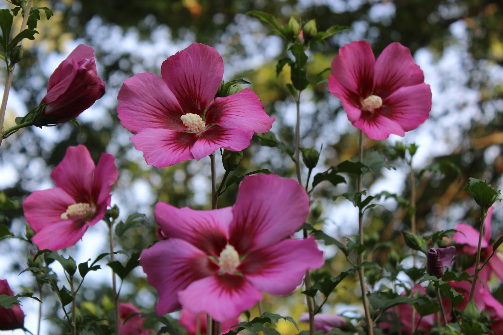 Christian Images In My Treasure Box Pink Rose Of Sharon 2 8 Photos