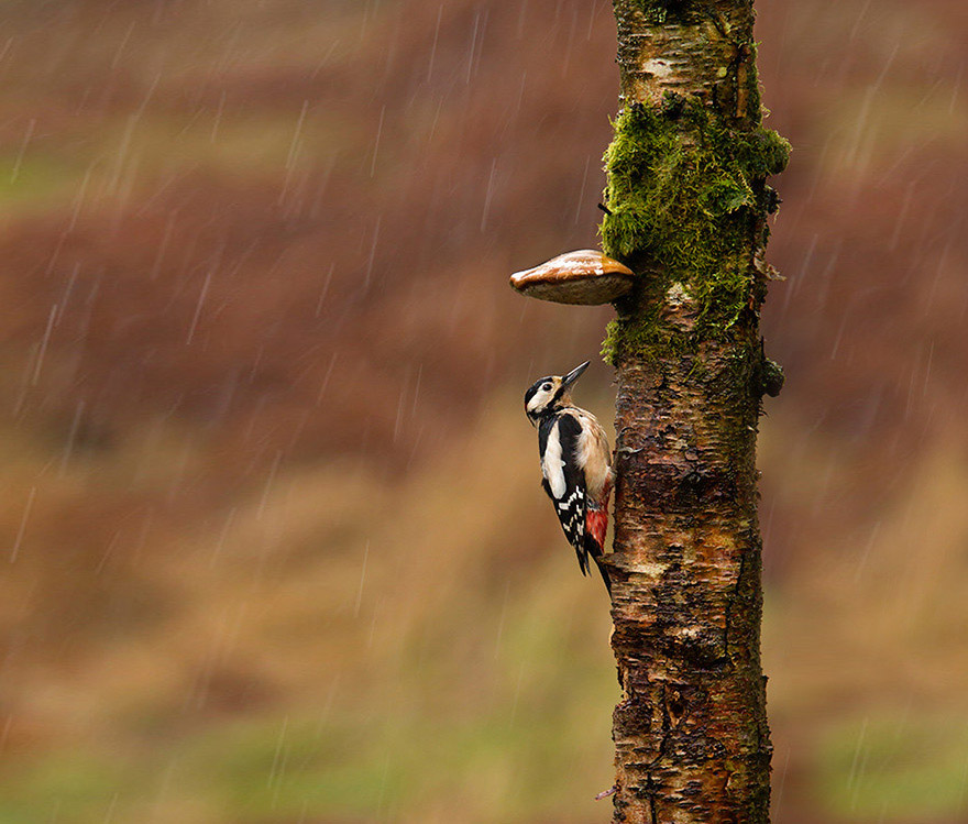Как животные прячутся от дождя (13 фото)
