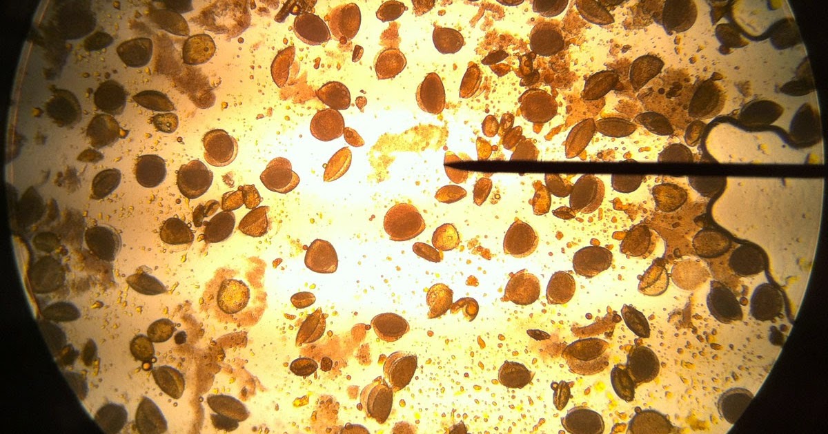 Microscope World Blog Pollen under the Microscope