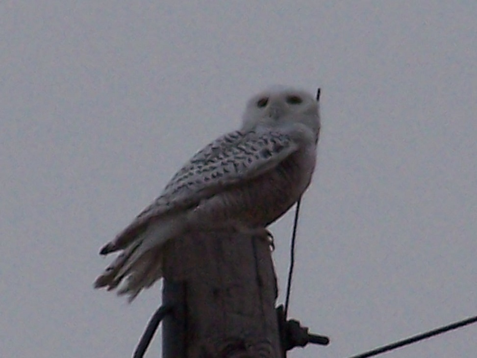 Wildbirds Broadcasting Snowy Owls in Northern Nebraska Sandhills