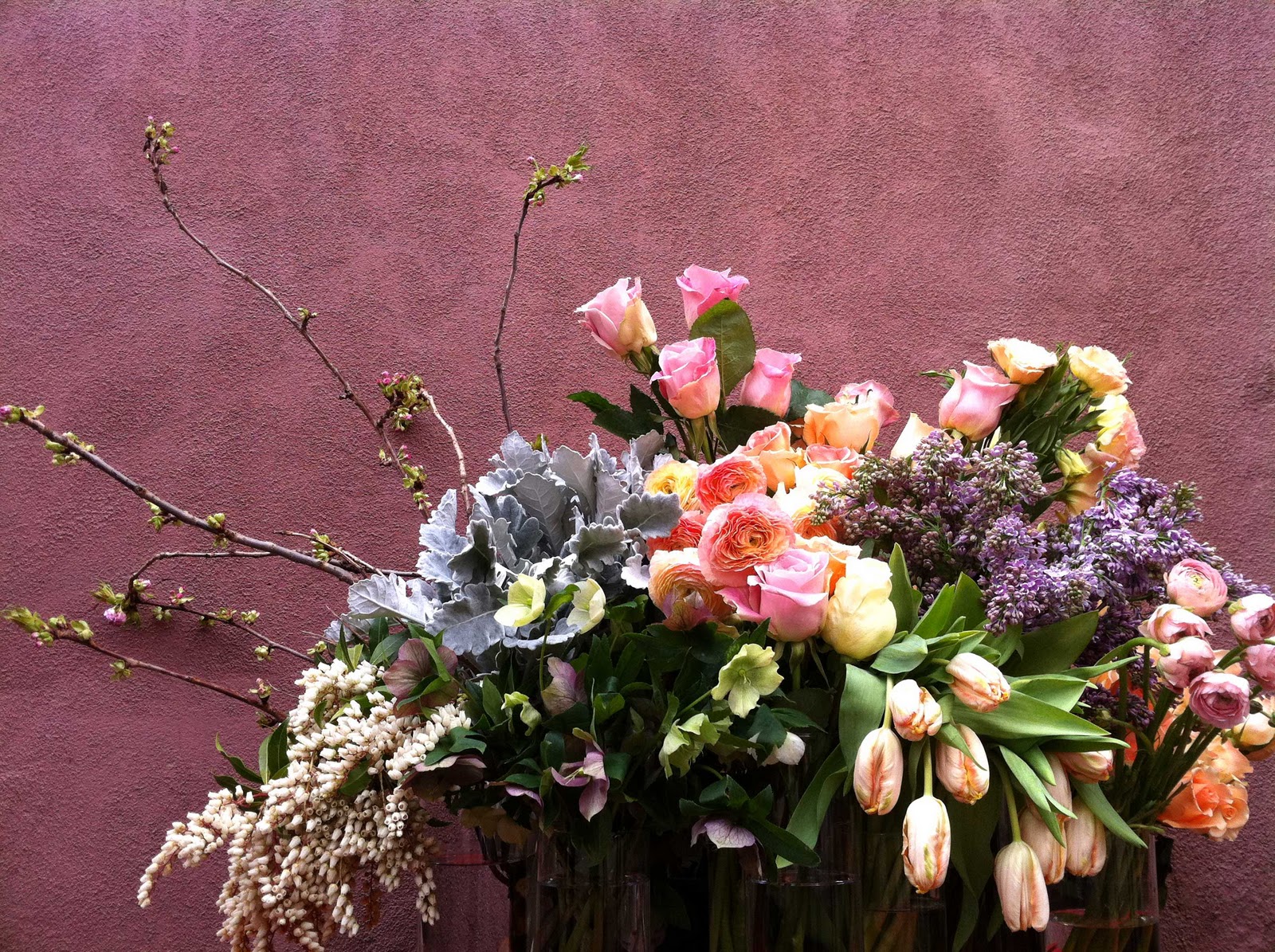 Shrub Id Pieris Japonica