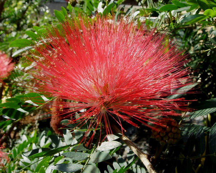 Best Flower’s Care: JACOBINIA