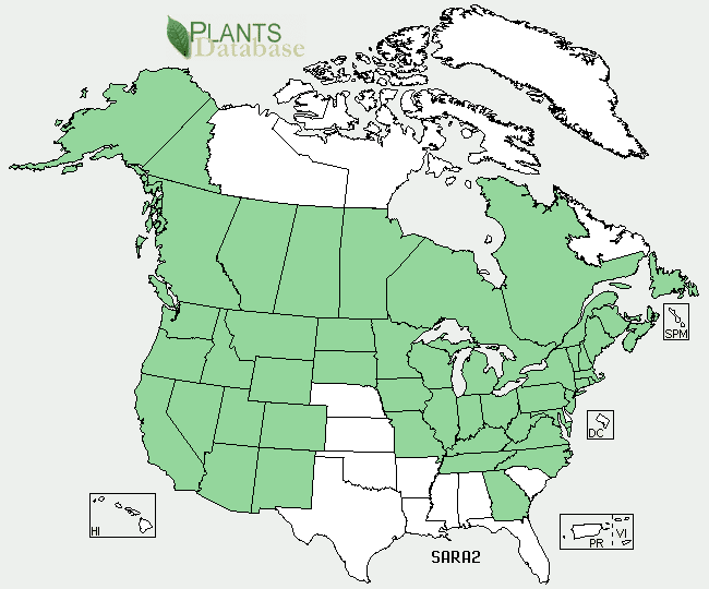 Restoring The Landscape With Native Plants Native Plant of the Week Red Elderberry Sambucus
