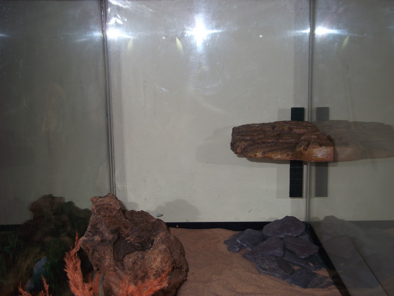 Diary of a Razorback Musk Turtle My Exo Terra Turtle Bank Has Finally
