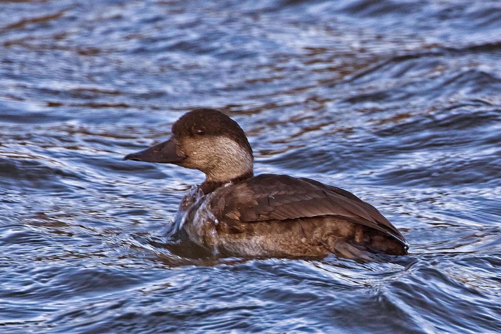 Martin's Sussex Birding Blog Common Scoter