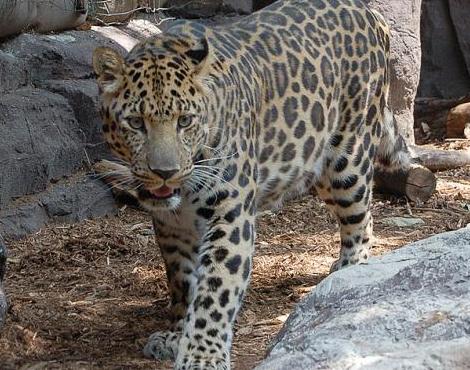 Animals Unique: Leopard