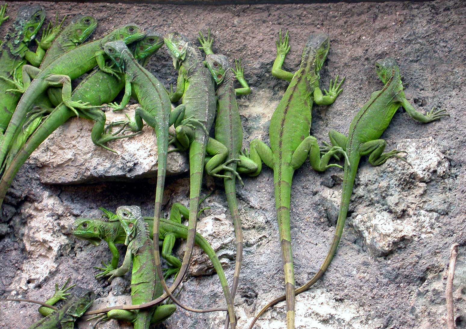 IGUANAS CUIDADOS iguanas cuidados: