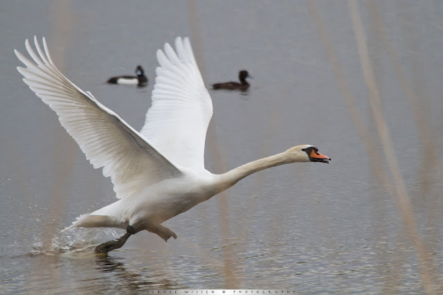 Knbbelzwaan jaagt rivaal weg - Mute Swans chasing rival