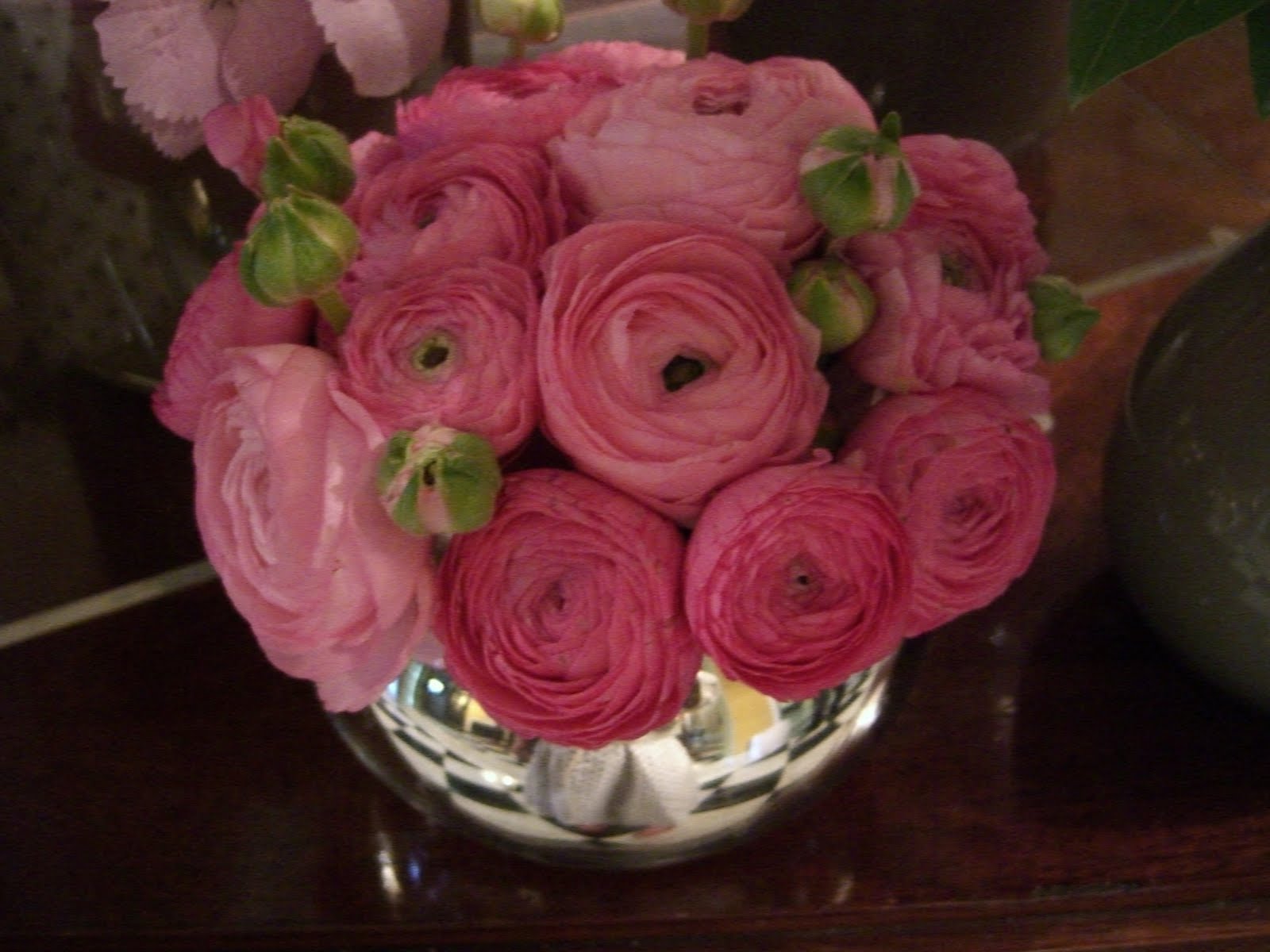 Aeva S Hydrangea Identifying Hydrangea Variety