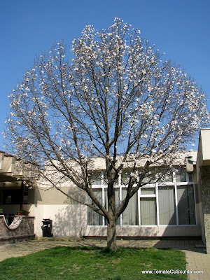 magnoliu